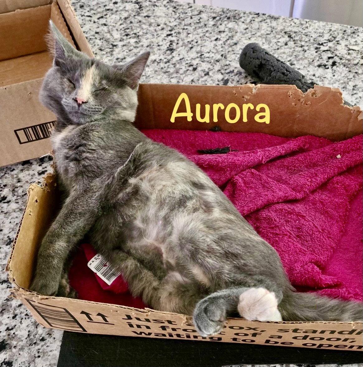 Enlarge Aurora (Bonded with Bandit), a Adoptable Domestic Short Hair in Reston, VA image 1/3
