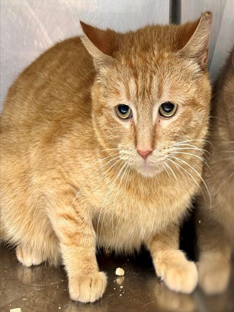 BRNYRD HENSON, Adoptable, Adult Male Domestic Short Hair.