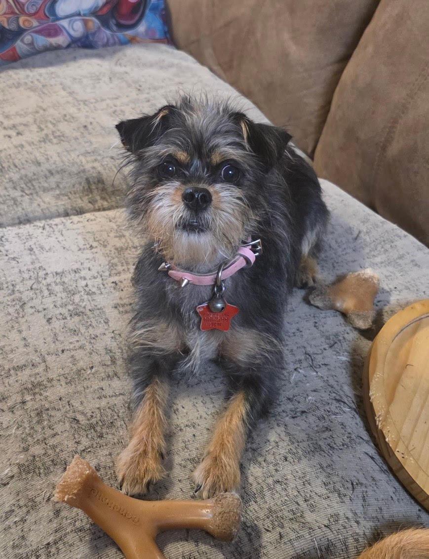Smidget *CL*, Adopted, Young Female Chihuahua & Yorkshire Terrier.