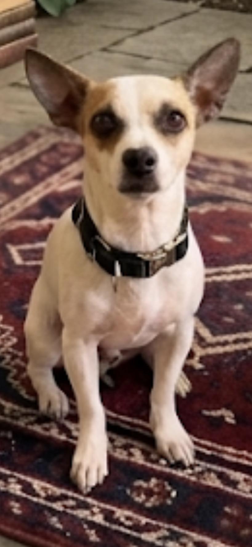 Pisces, a ADOPTABLE Chihuahua in Casa Grande, AZ image 2/2