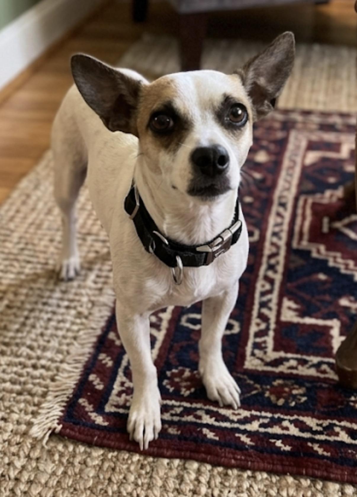 Pisces, a ADOPTABLE Chihuahua in Casa Grande, AZ image 1/2
