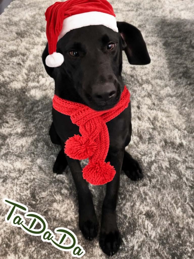 TaDaDa, Adoptable, Young Male Mixed Breed.