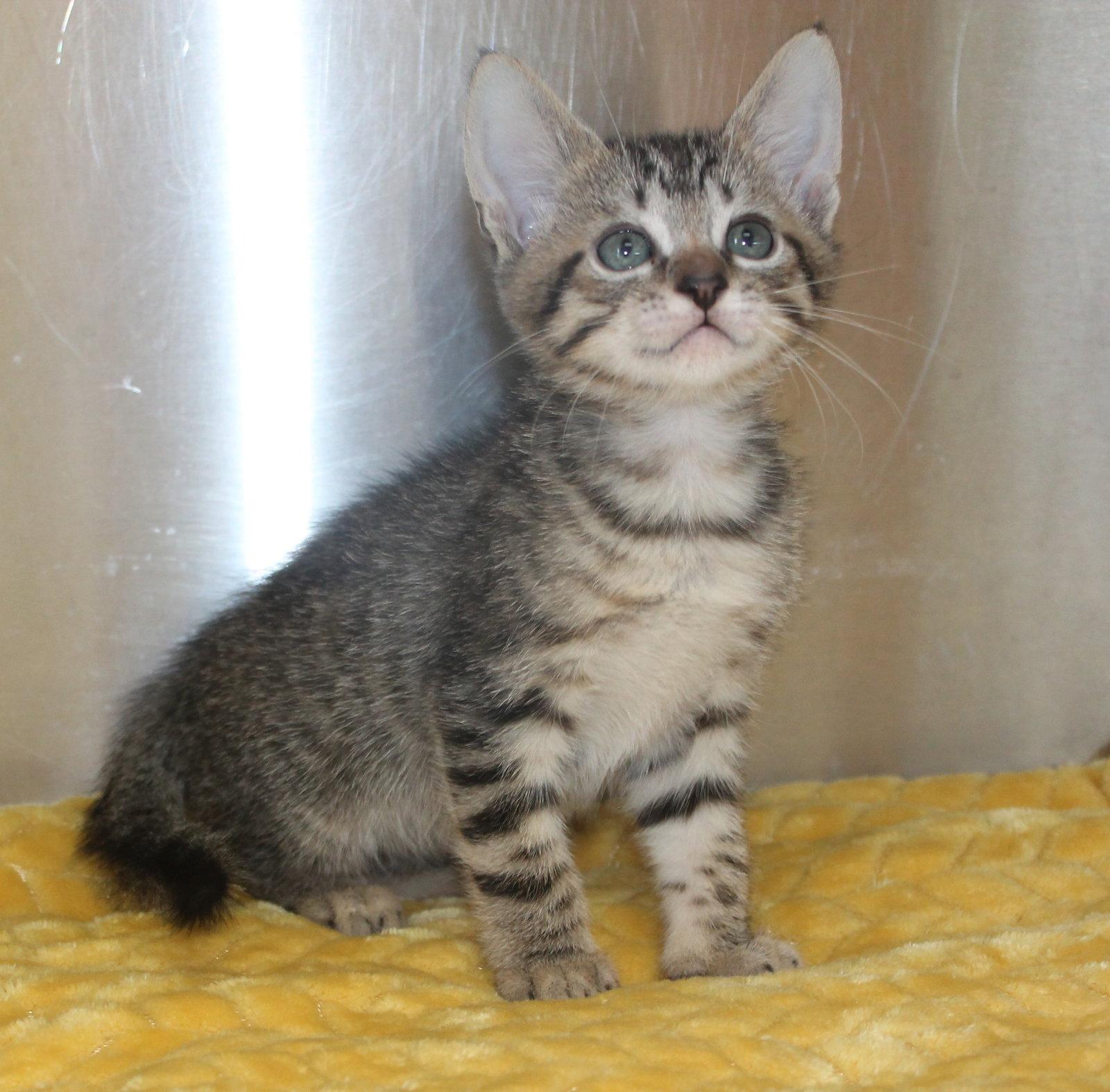 Stacie - 43478, Adoptable, Kitten Male Domestic Short Hair & Tabby.