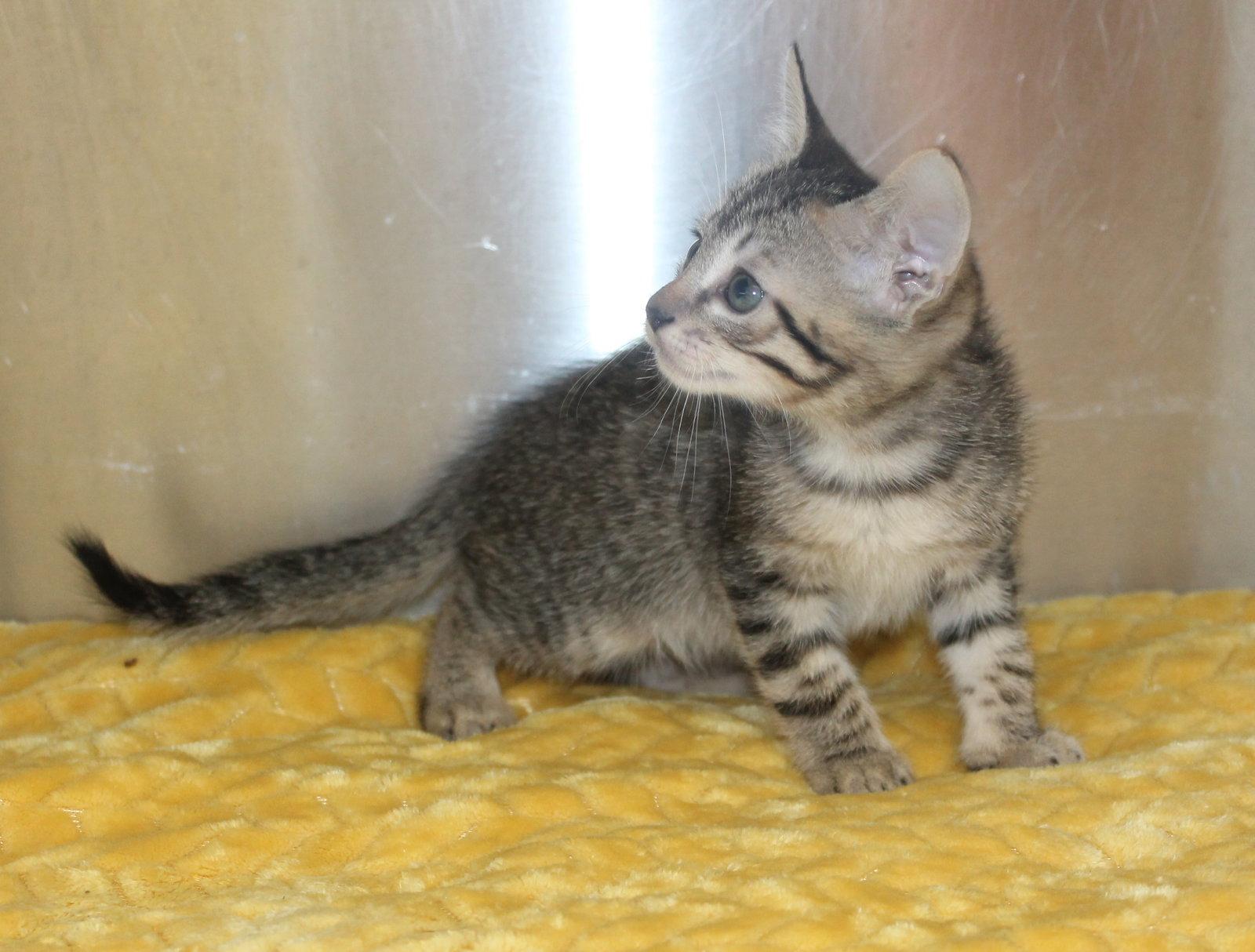 Enlarge Stacie - 43478, a Adoptable mixed breed in Prattville, AL image 2/3
