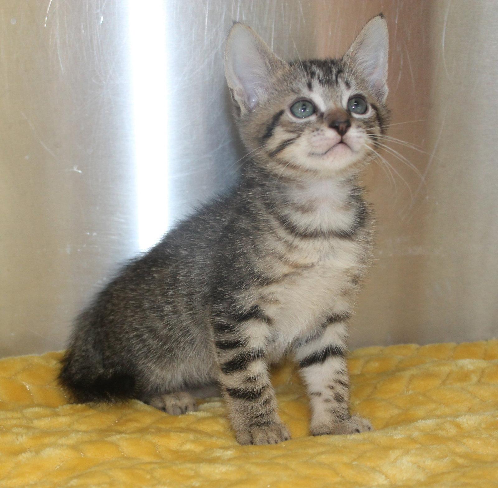 Enlarge Stacie - 43478, a Adoptable mixed breed in Prattville, AL image 3/3