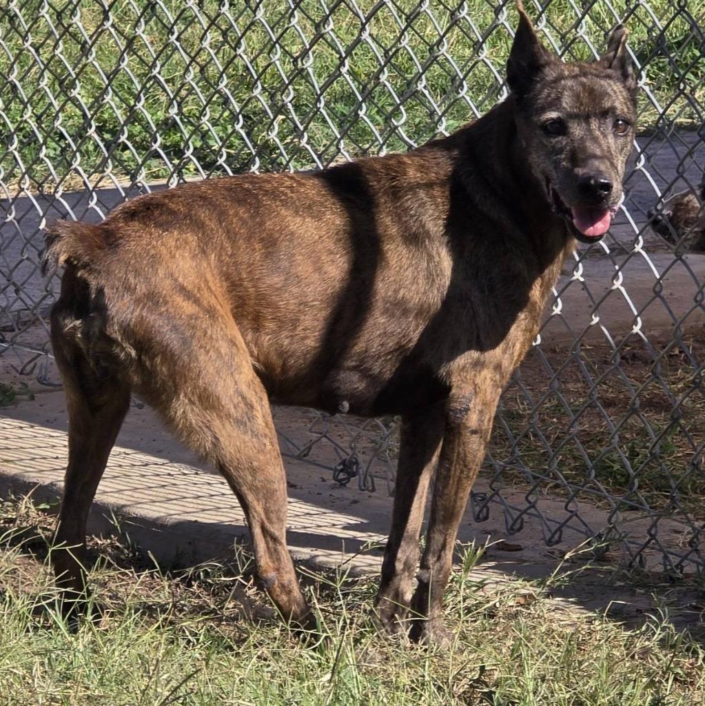 Sapphire, Adoptable, Young Female German Shepherd Dog.