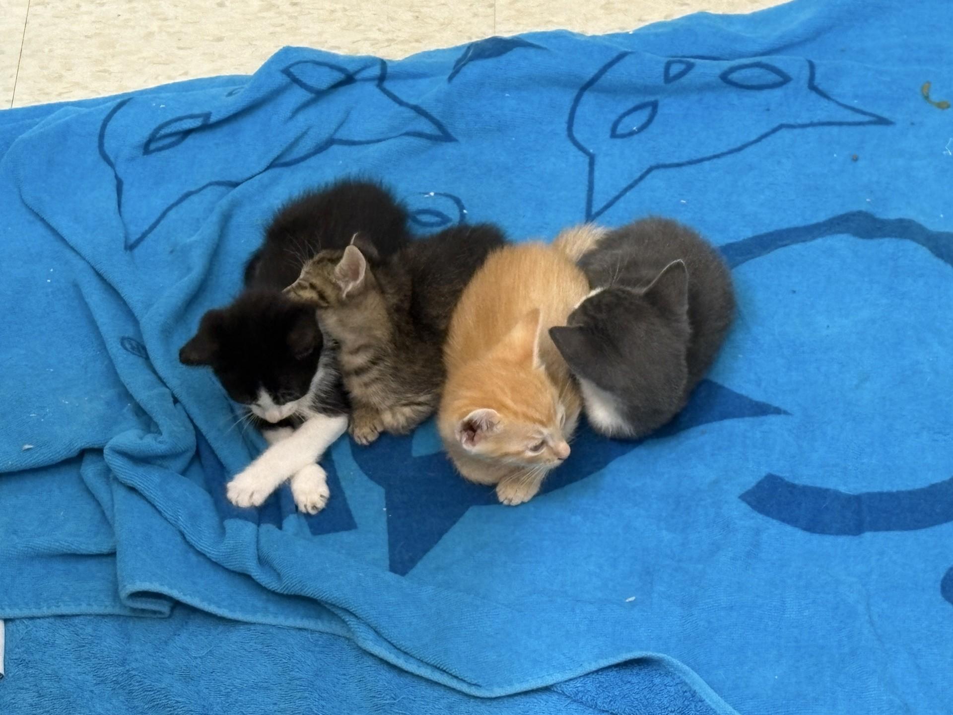Chennai, Adoptable, Kitten Female Domestic Short Hair.