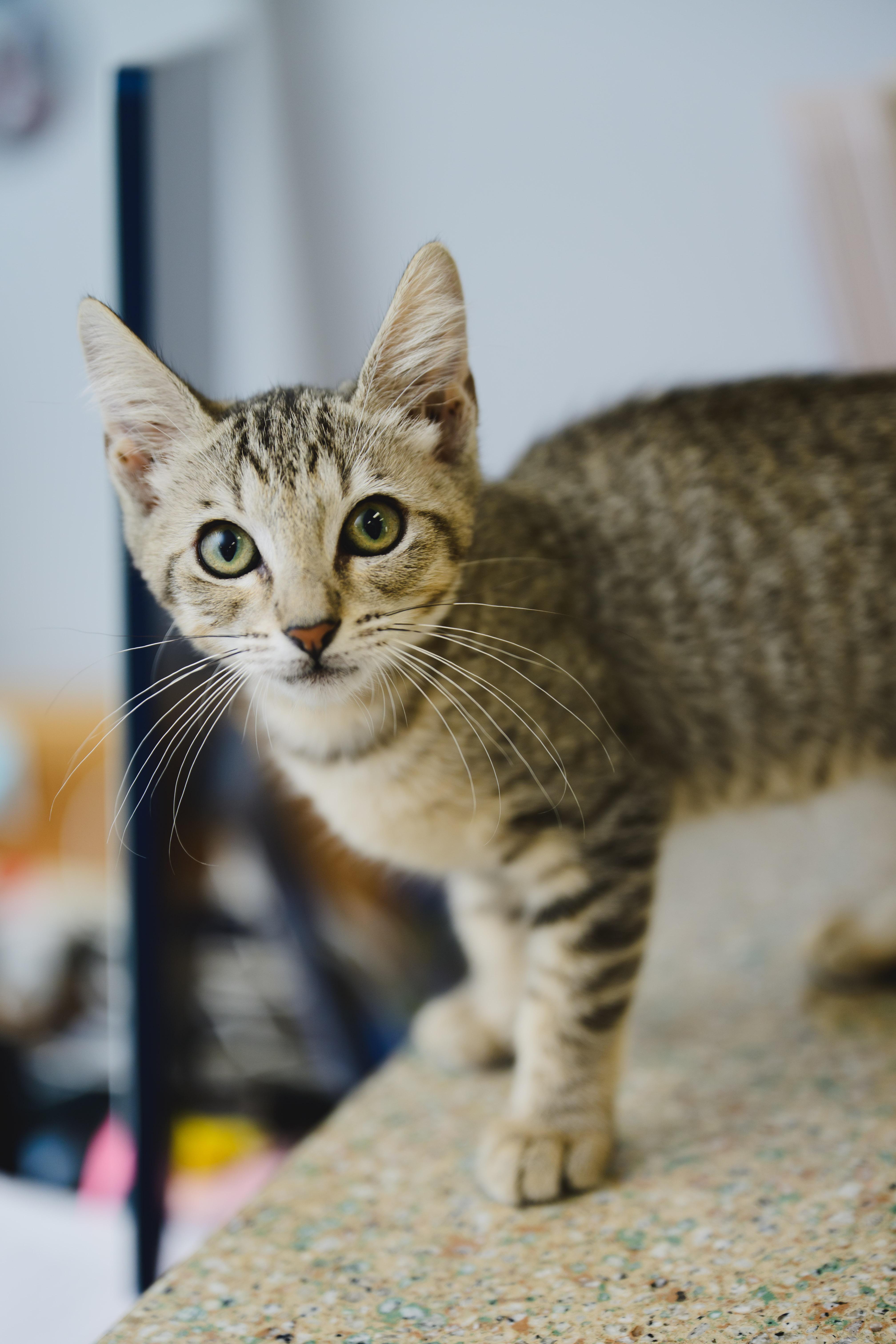 Chennai, a Adoptable Domestic Short Hair in Honolulu, HI image 2/3