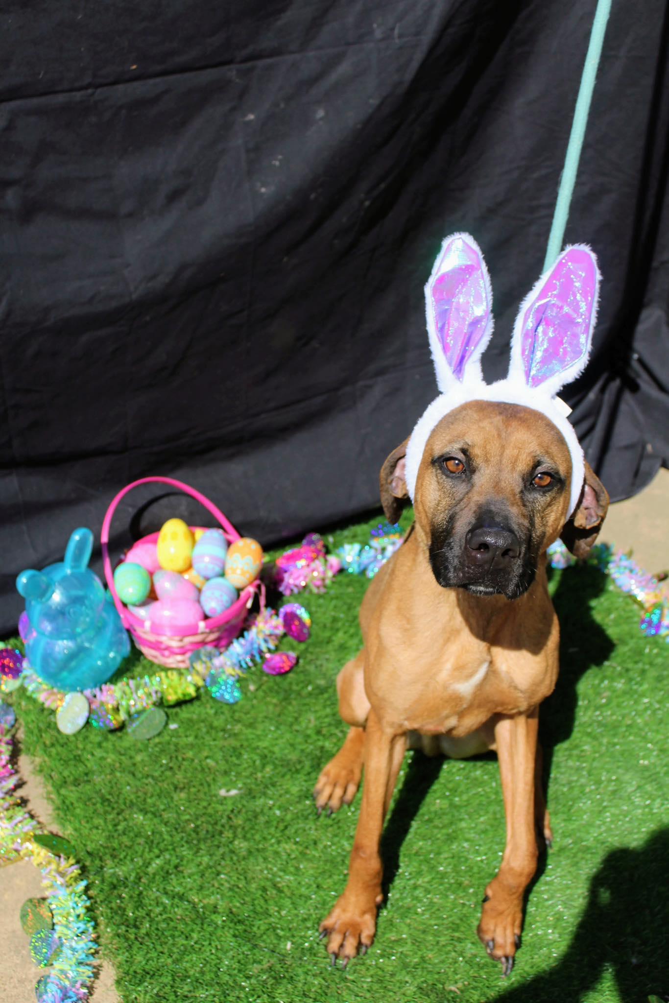 Copper, a Adoptable mixed breed in Jacksonville, TX image 1/3