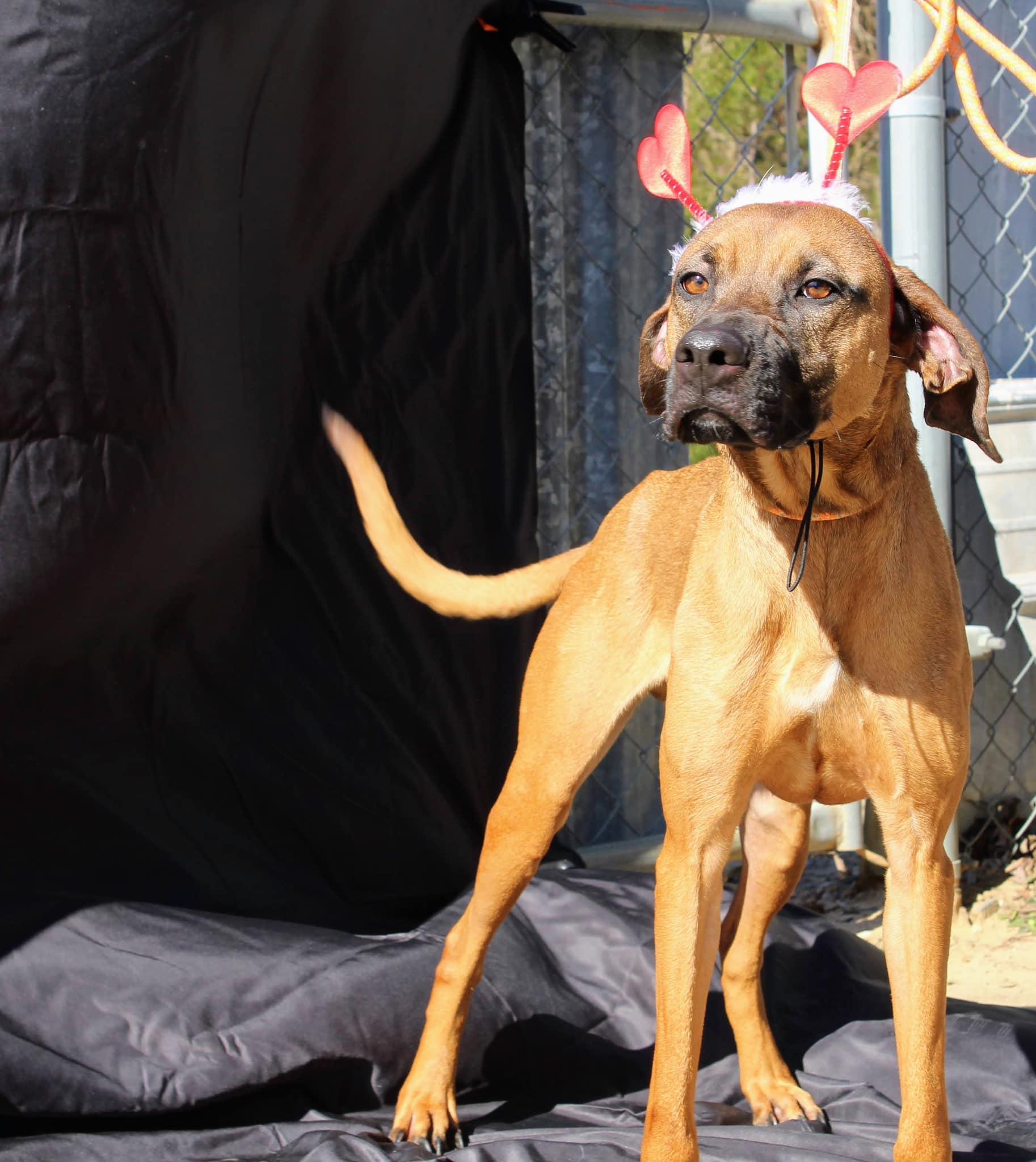 Copper, a Adoptable mixed breed in Jacksonville, TX image 2/3