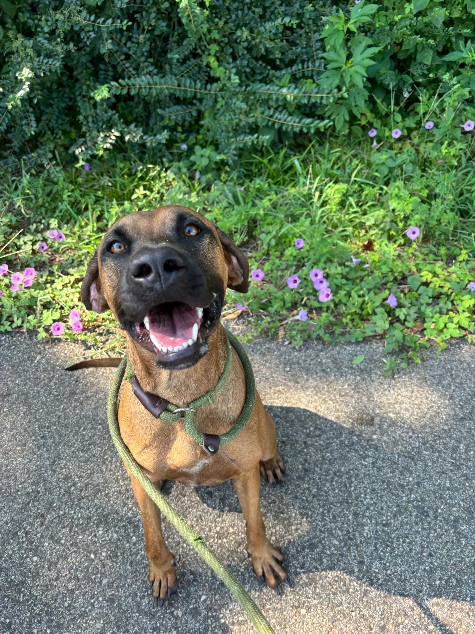 Copper, a Adoptable mixed breed in Jacksonville, TX image 3/3