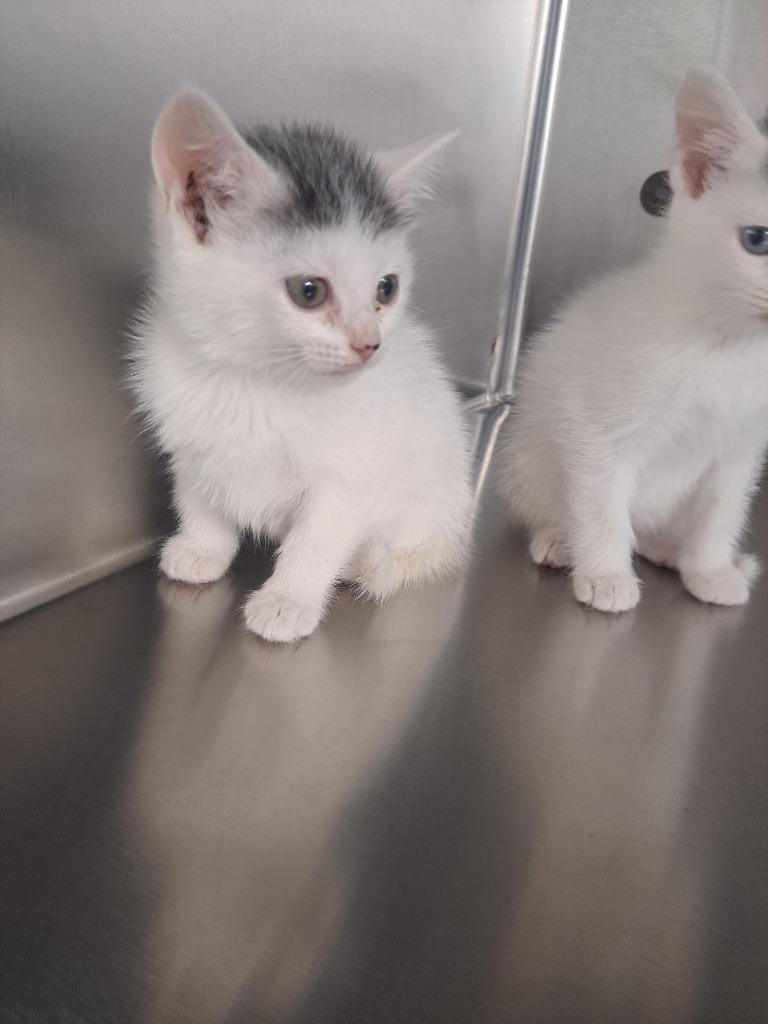 Diva, Adoptable, Kitten Female Domestic Medium Hair.