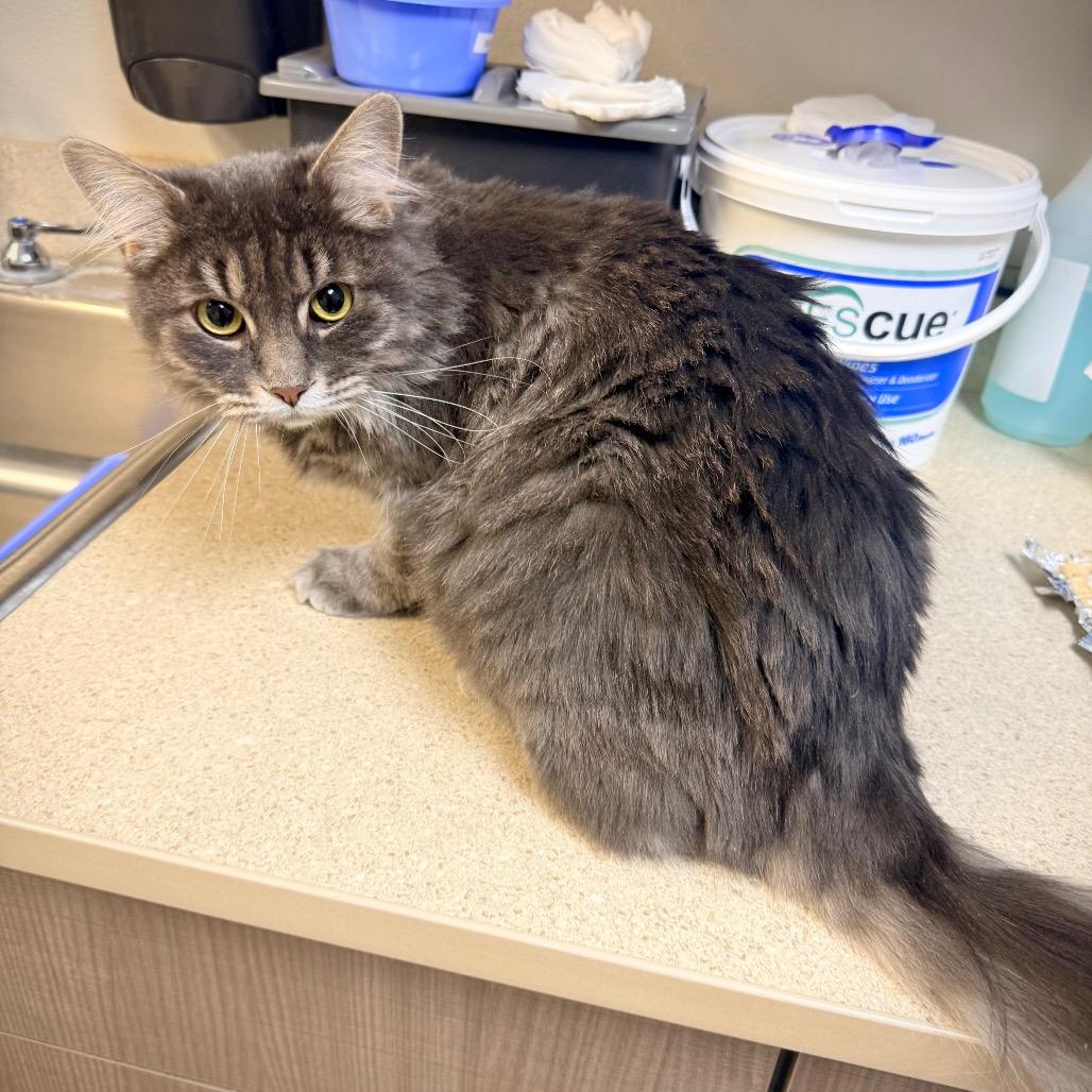 Enlarge Bugsy, a Adoptable Domestic Long Hair in Great Falls, MT image 1/3