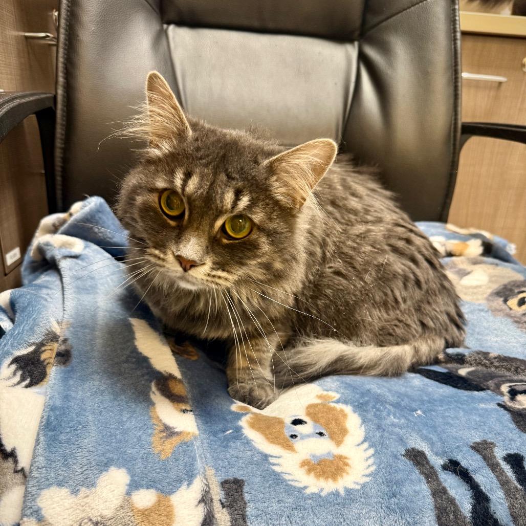 Enlarge Bugsy, a Adoptable Domestic Long Hair in Great Falls, MT image 2/3