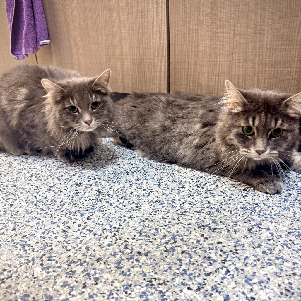 Enlarge Bugsy, a Adoptable Domestic Long Hair in Great Falls, MT image 3/3