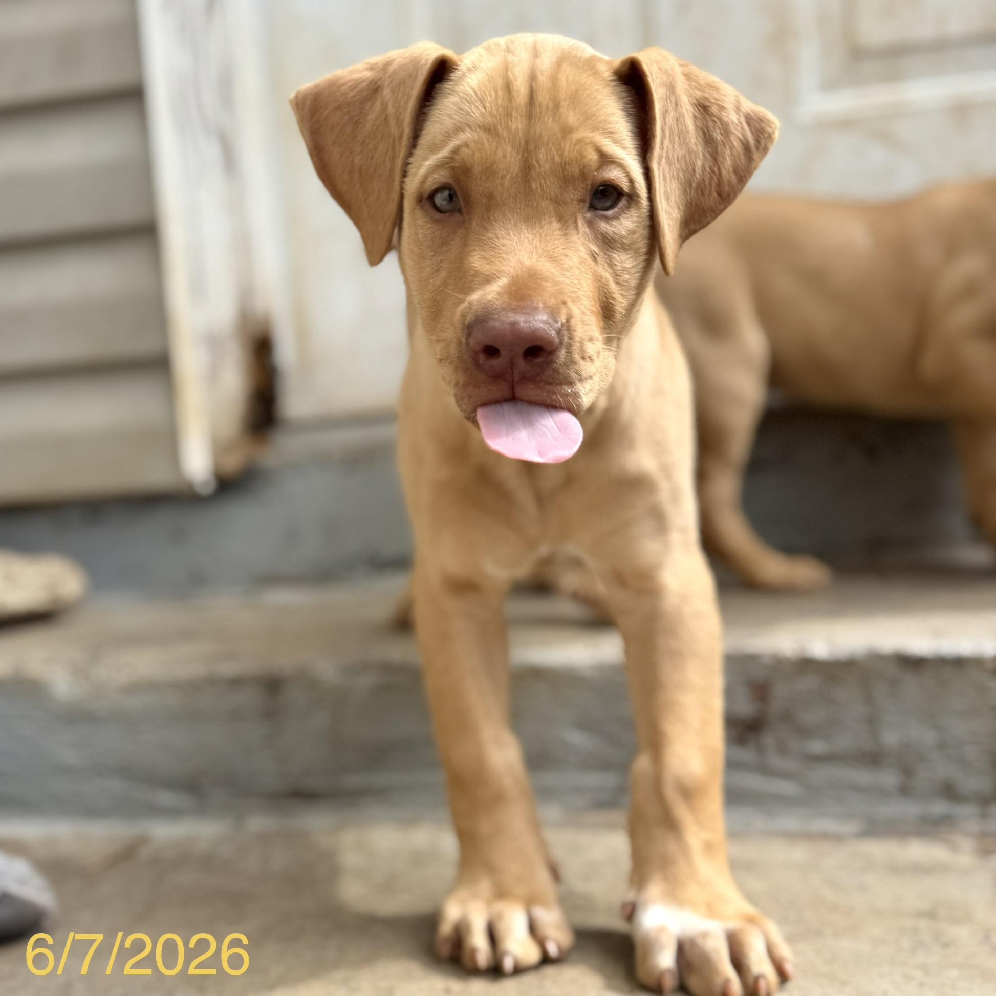 Cosmo, a ADOPTABLE mixed breed in Jackson, GA image 2/4