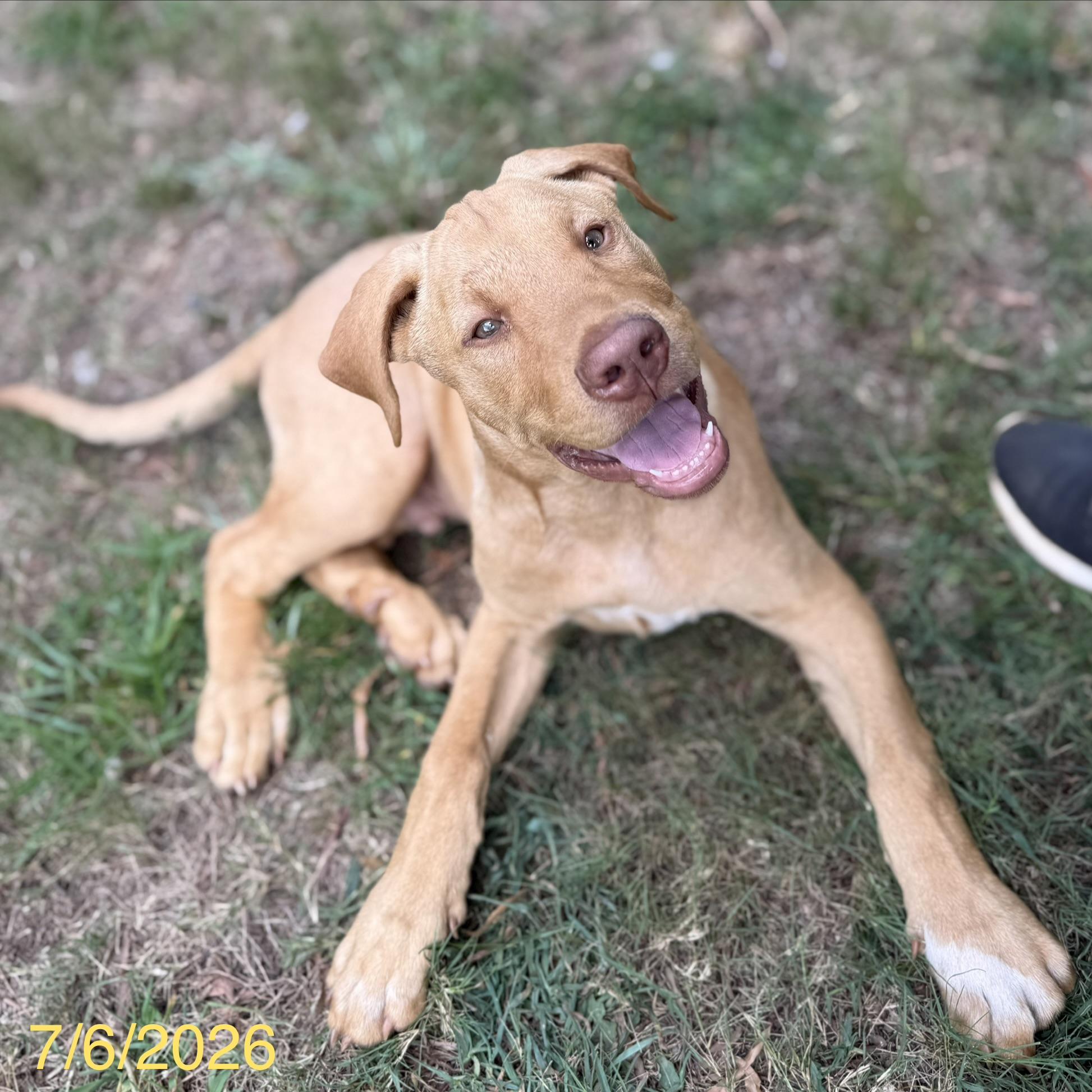 Cosmo, a ADOPTABLE mixed breed in Jackson, GA image 1/6