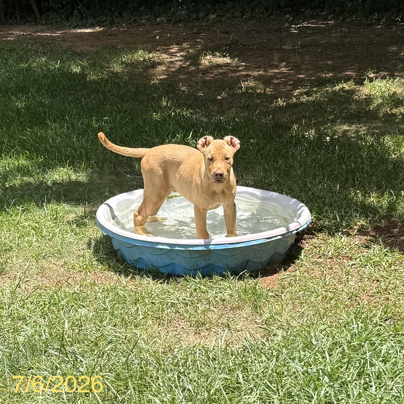 Cosmo, a ADOPTABLE mixed breed in Jackson, GA image 5/6