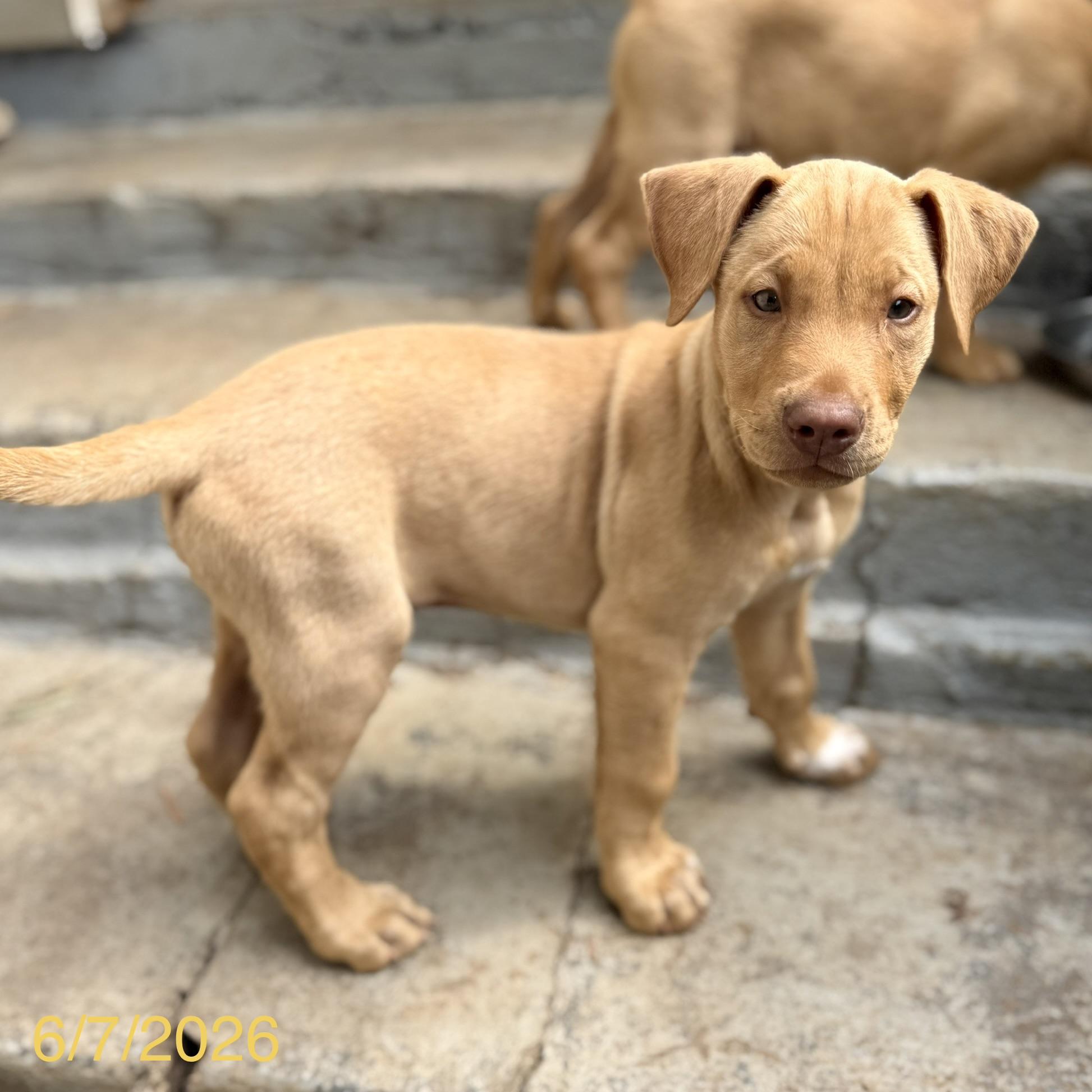 Cosmo, a ADOPTABLE mixed breed in Jackson, GA image 3/4