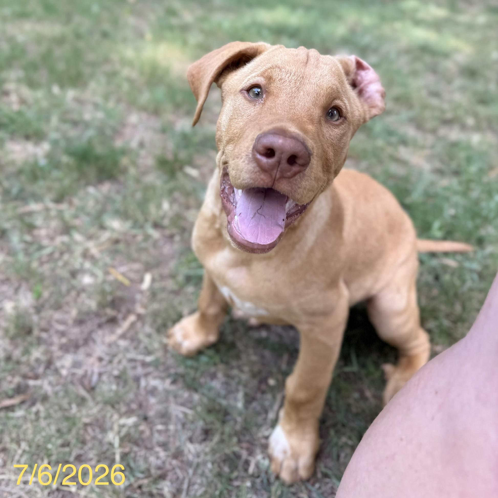 Cosmo, a ADOPTABLE mixed breed in Jackson, GA image 6/6