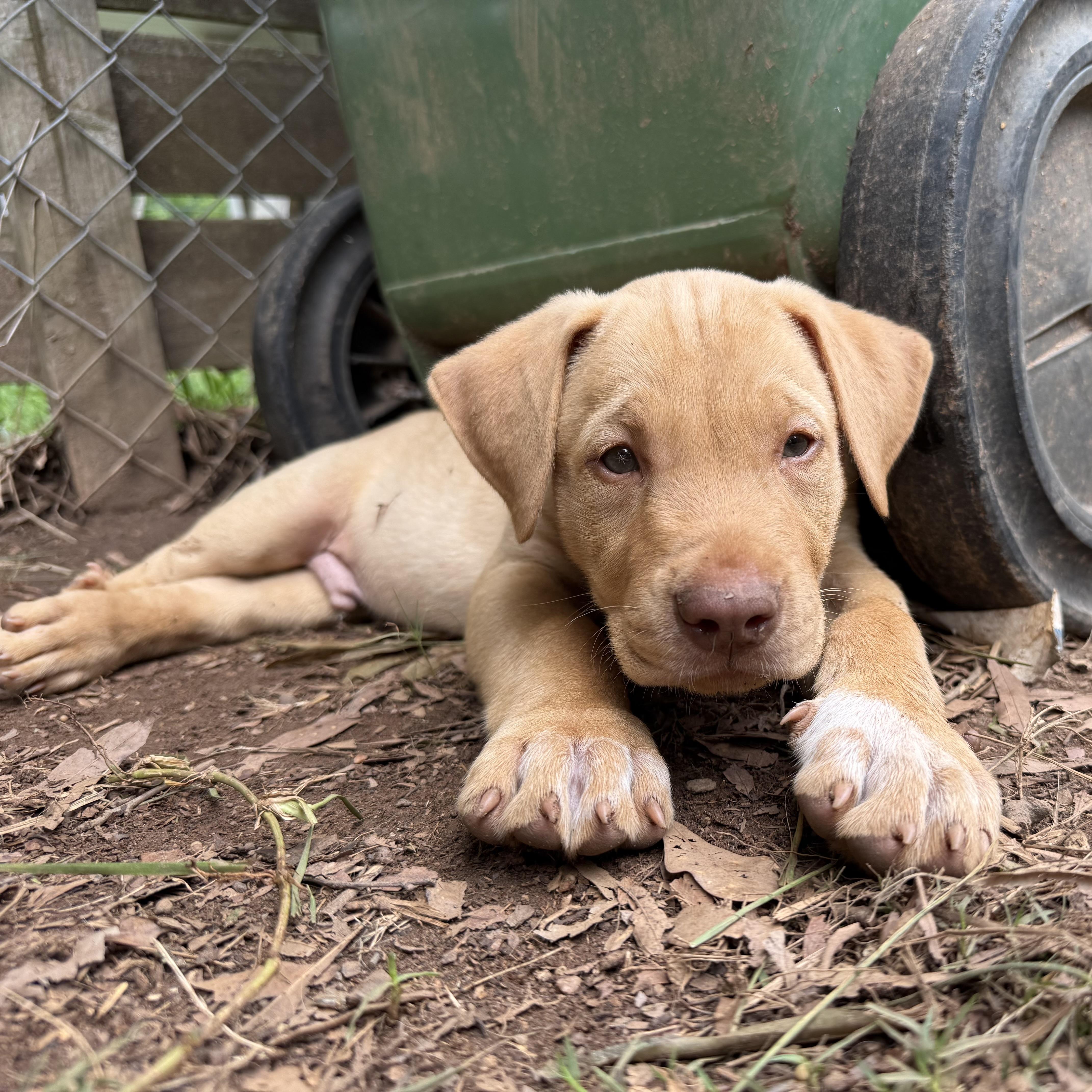 Cosmo, a ADOPTABLE mixed breed in Jackson, GA image 2/5