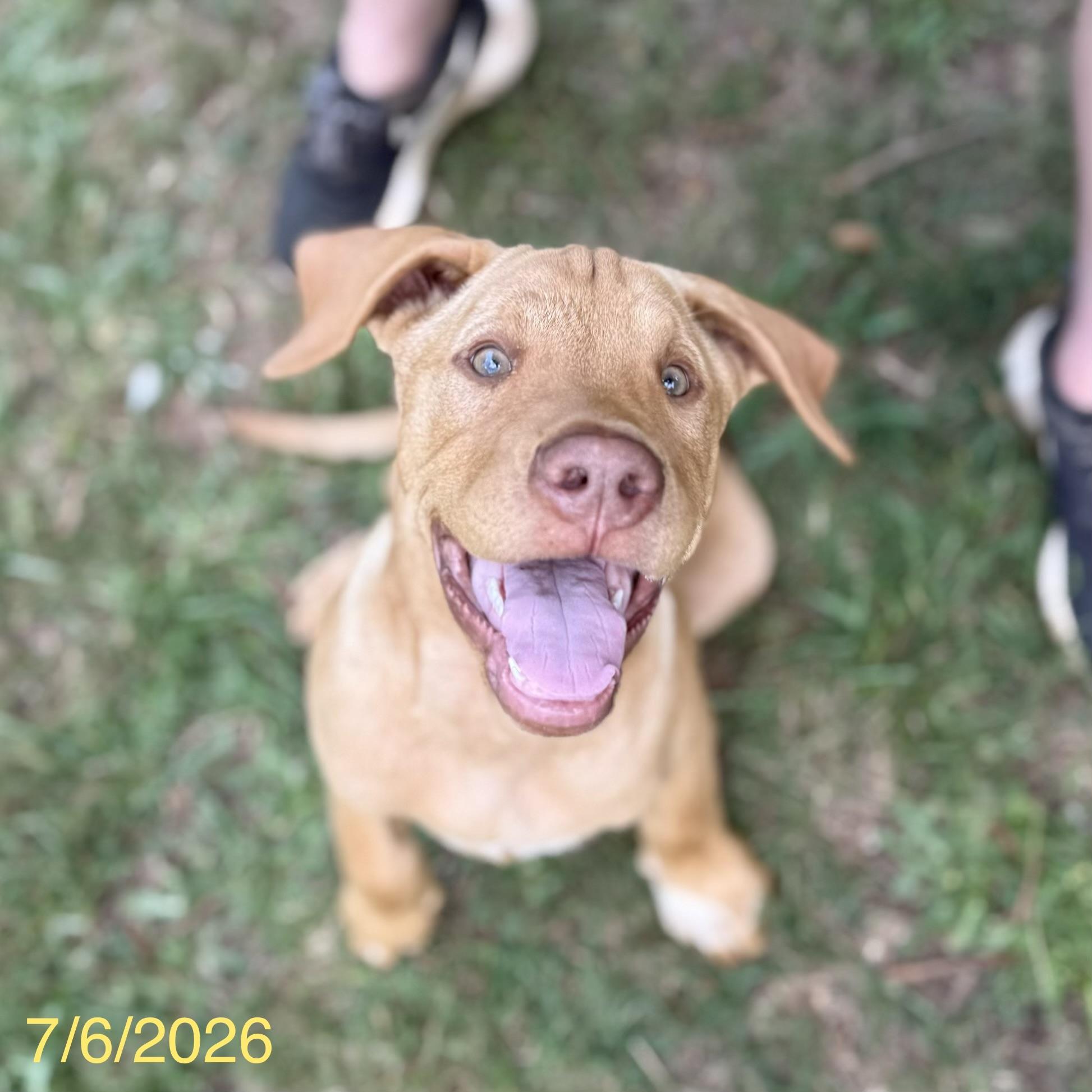 Cosmo, a ADOPTABLE mixed breed in Jackson, GA image 4/6