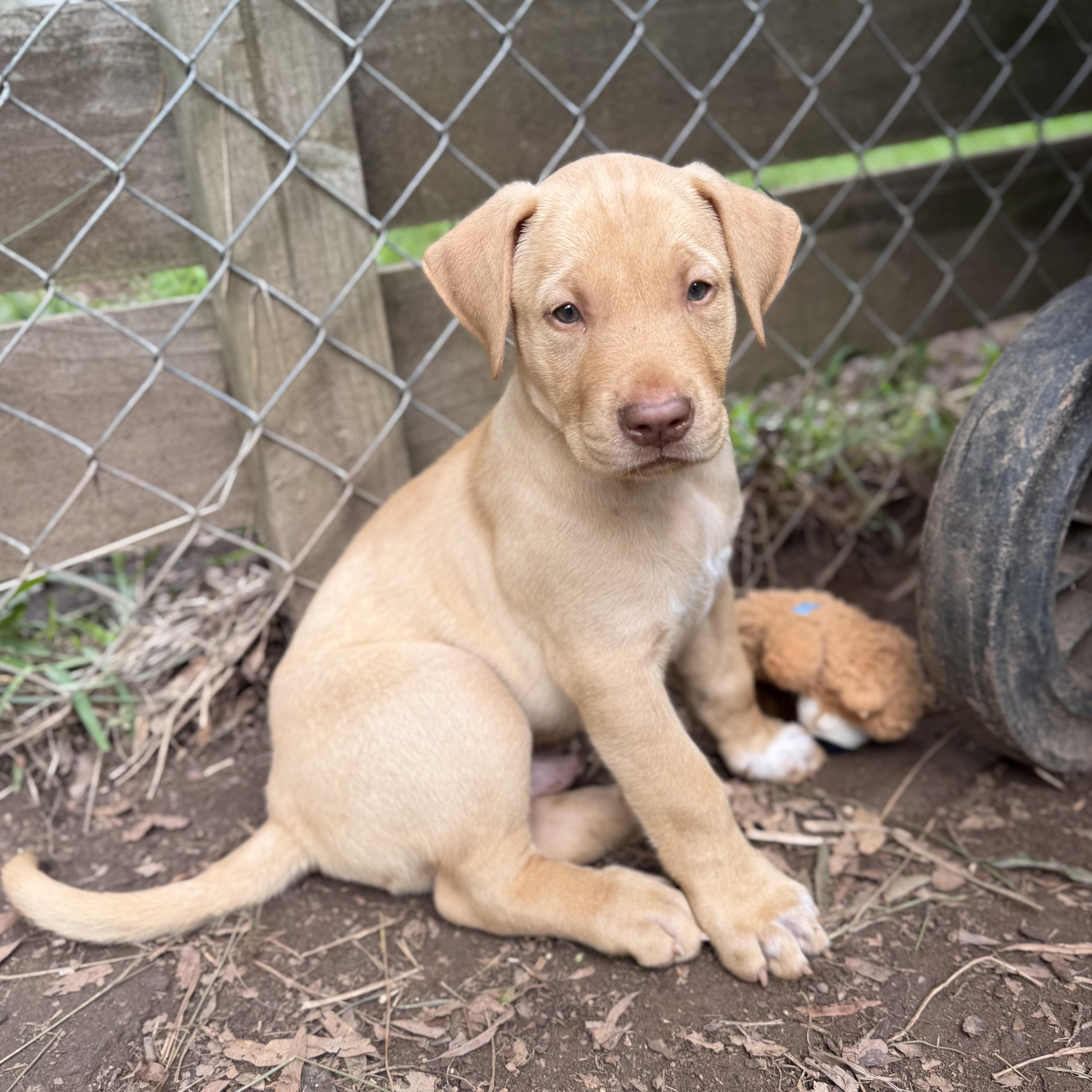 Cosmo, ADOPTABLE, Puppy Male Mixed Breed.