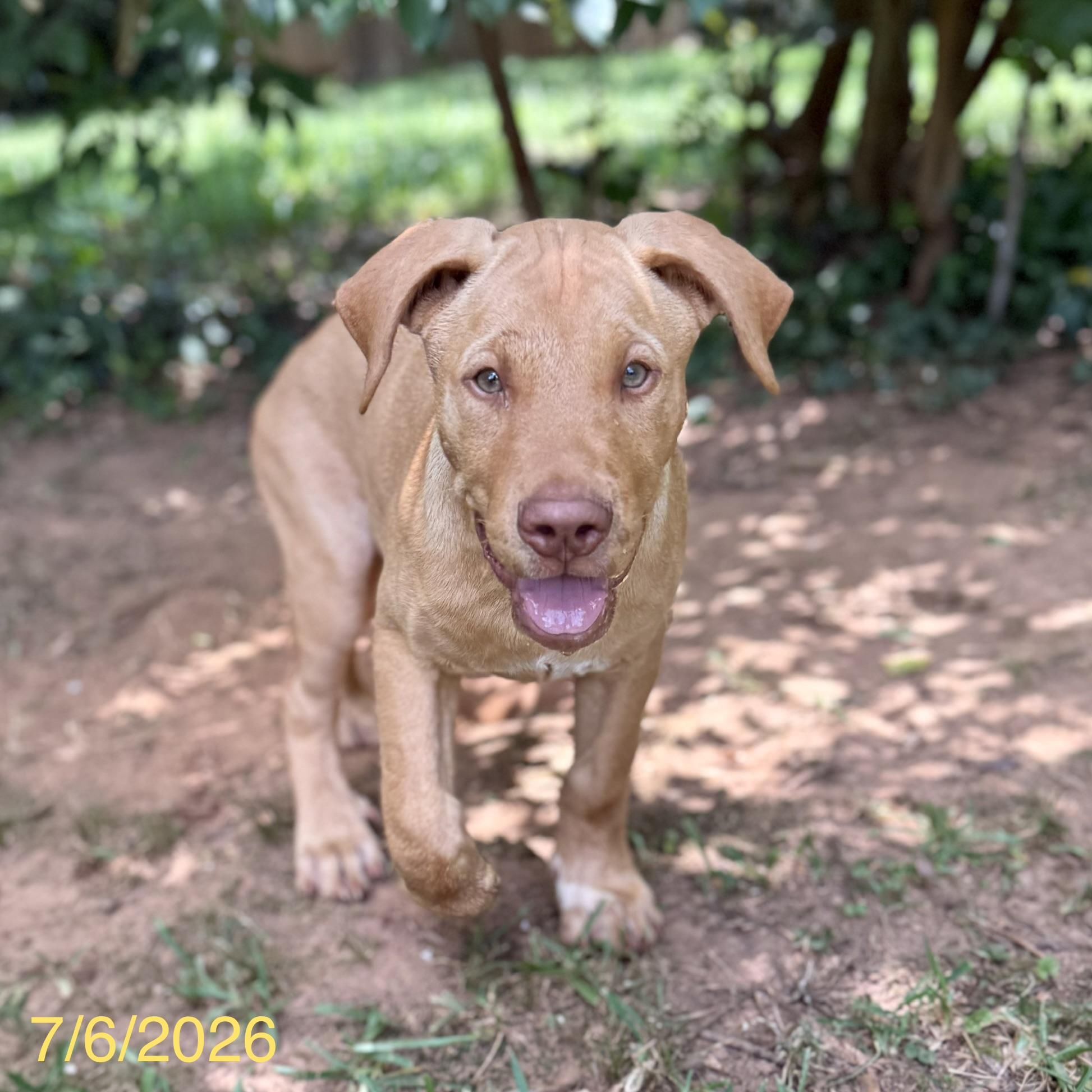 Cosmo, a ADOPTABLE mixed breed in Jackson, GA image 3/6