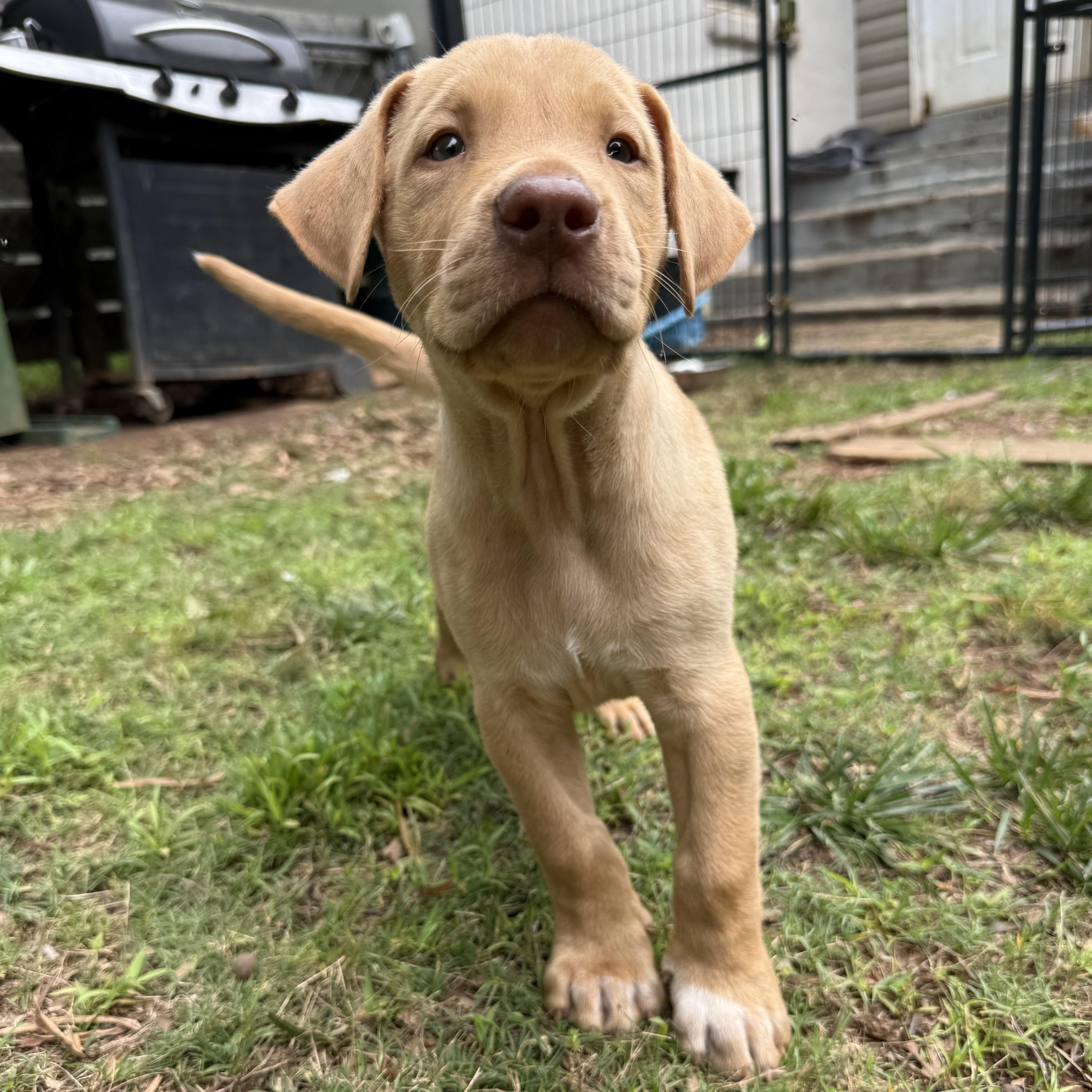 Cosmo, a ADOPTABLE mixed breed in Jackson, GA image 4/5
