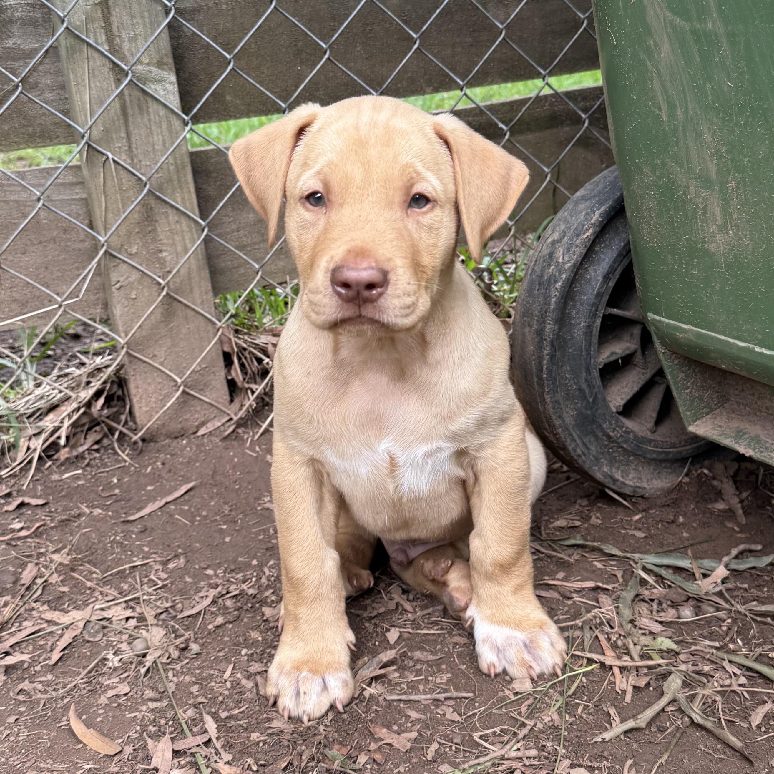 Cosmo, a ADOPTABLE mixed breed in Jackson, GA image 3/5