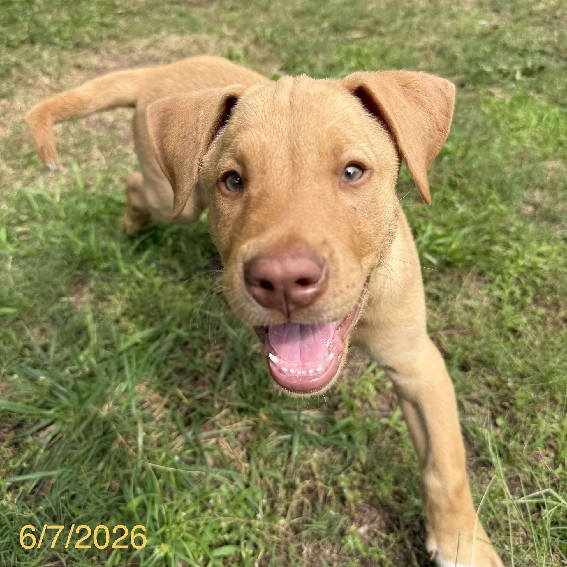 Cosmo, ADOPTABLE, Puppy Male Mixed Breed.