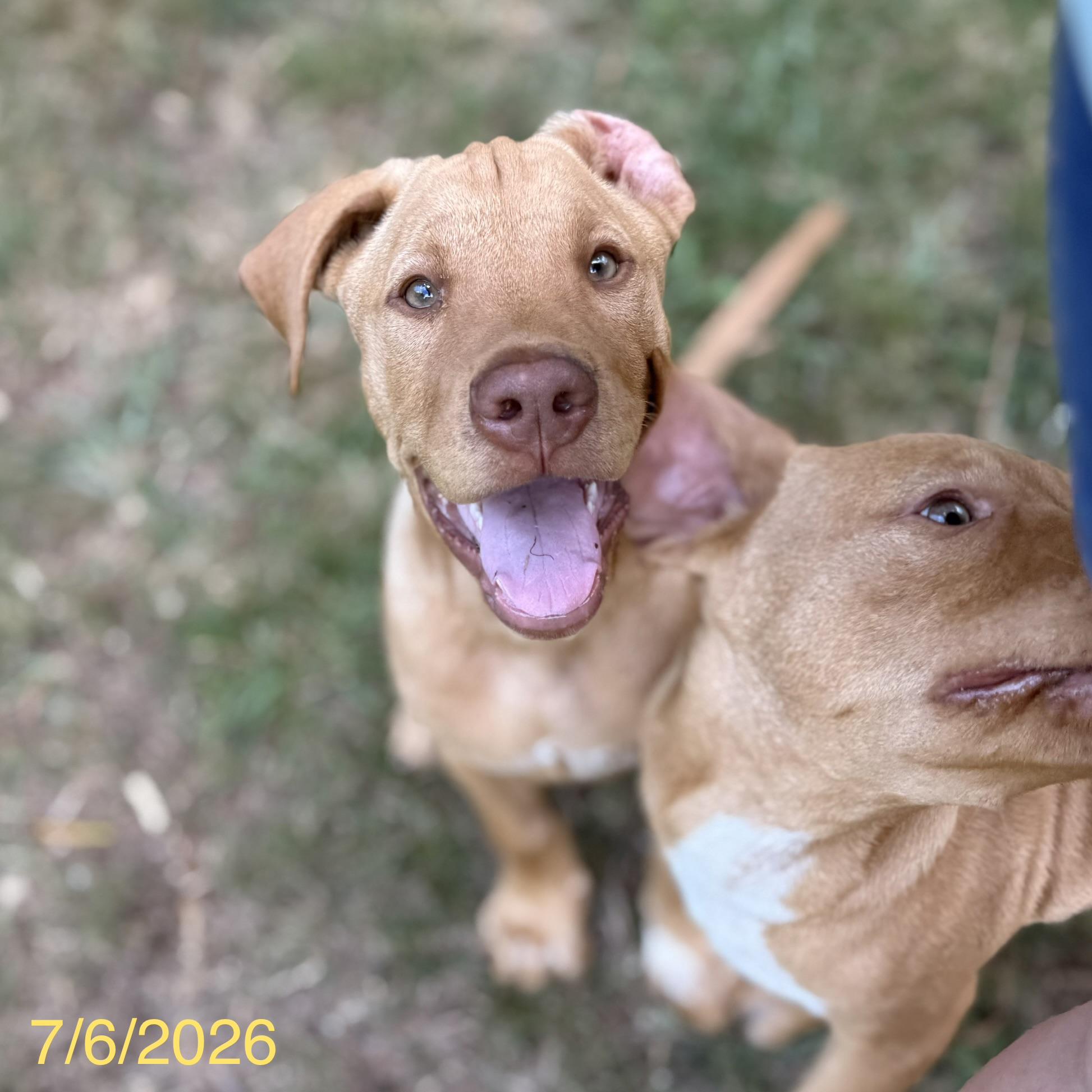 Cosmo, a ADOPTABLE mixed breed in Jackson, GA image 2/6