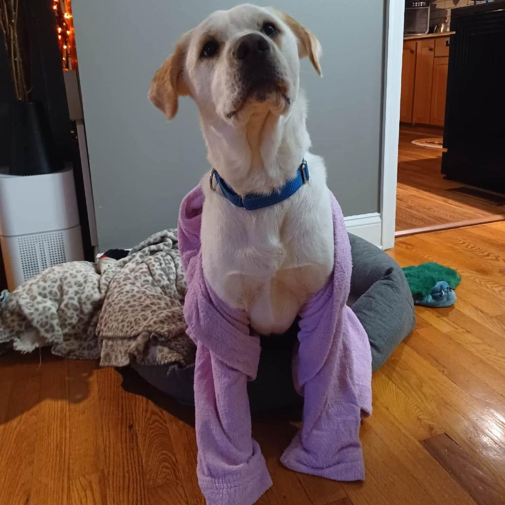 Lil Dude, Adoptable, Adult Male Labrador Retriever & Husky.