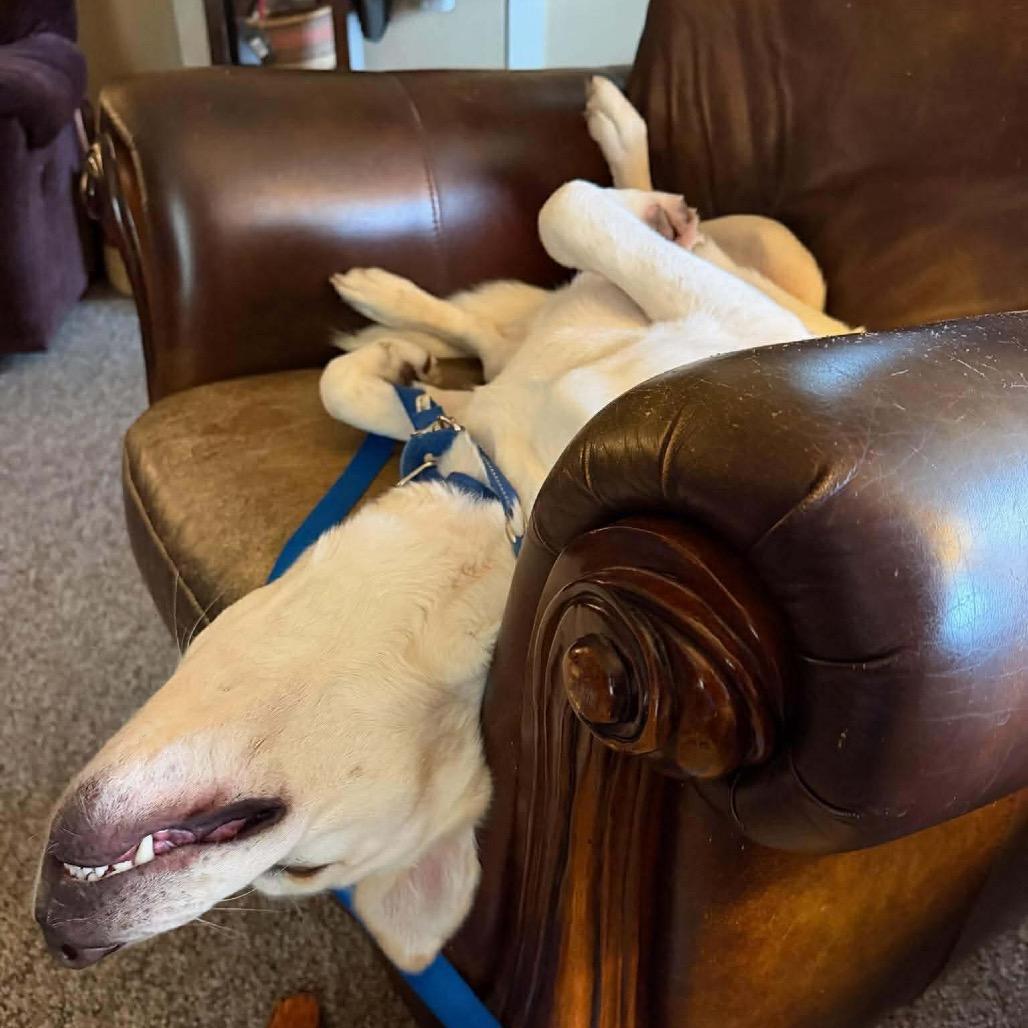 Enlarge Lil Dude, a Adoptable mixed breed in Caryville, TN image 3/6