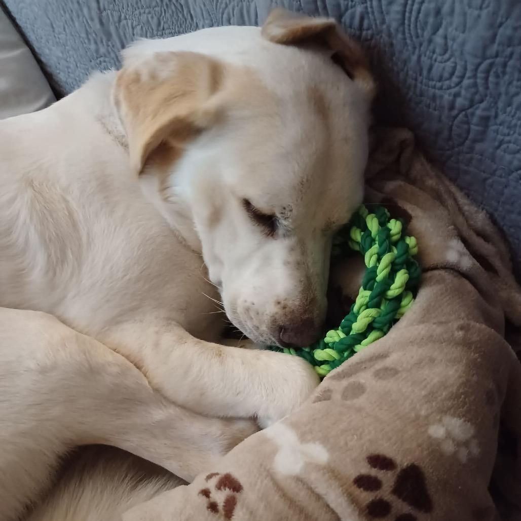Enlarge Lil Dude, a Adoptable mixed breed in Caryville, TN image 4/6
