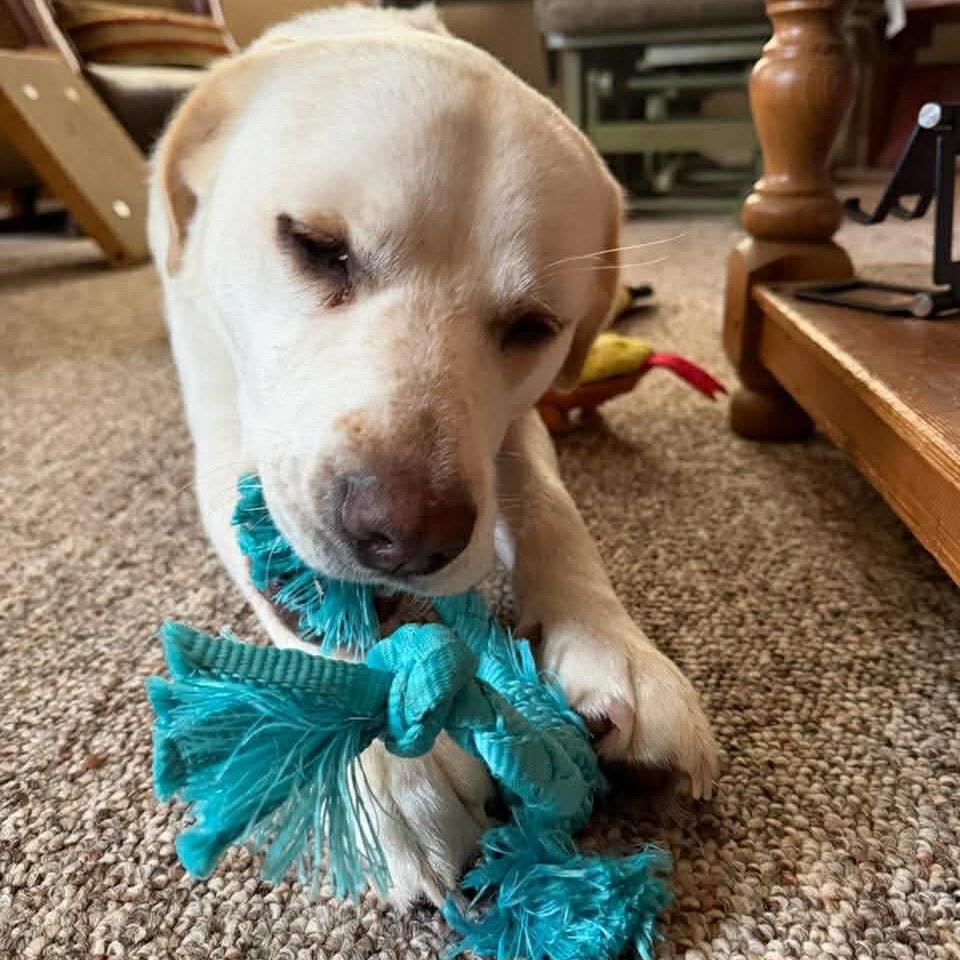 Enlarge Lil Dude, a Adoptable mixed breed in Caryville, TN image 5/6
