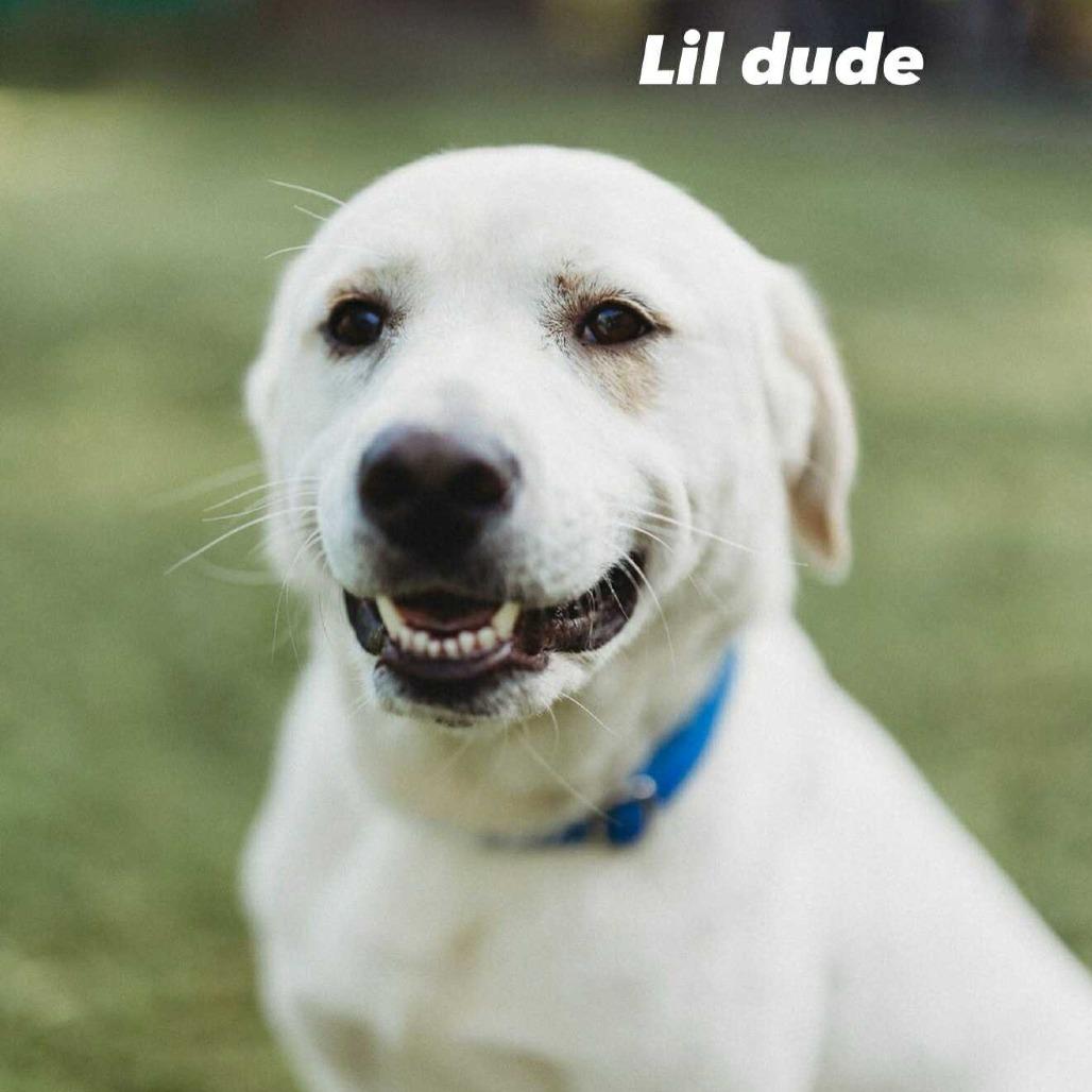 Enlarge Lil Dude, a Adoptable mixed breed in Caryville, TN image 6/6