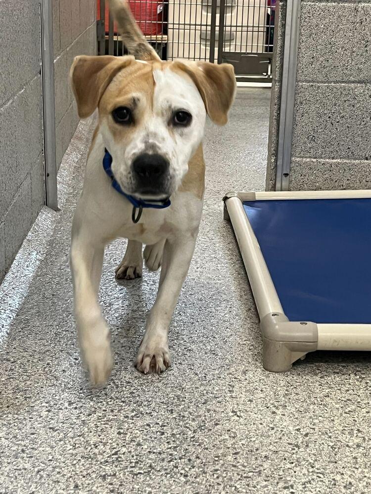 Lilo, Adoptable, Adult Female Mixed Breed.