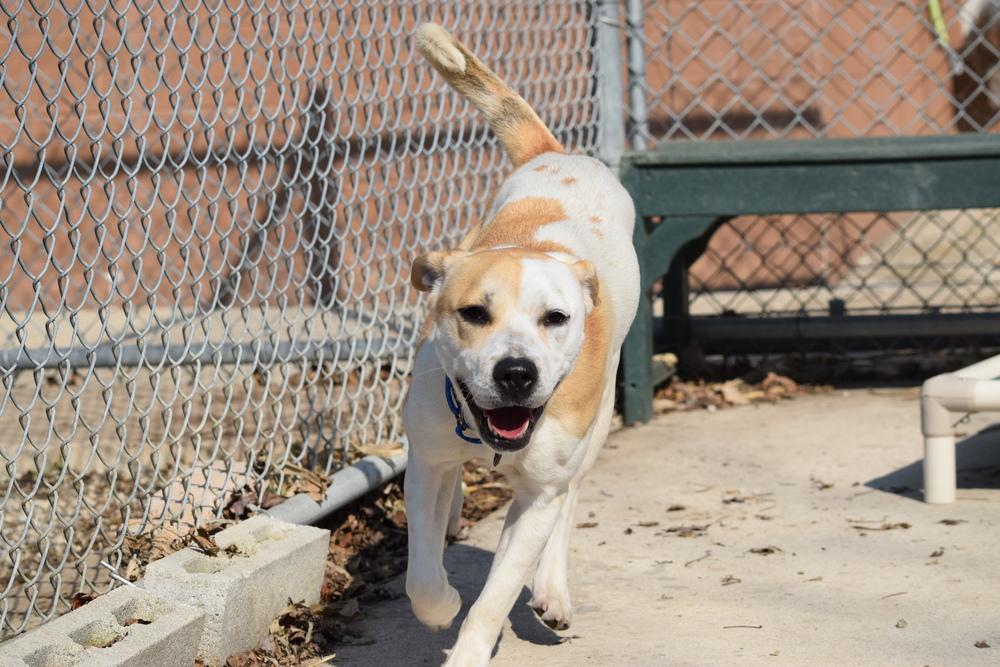 Enlarge Lilo, a Adopted mixed breed in Bowling Green, OH image 1/4