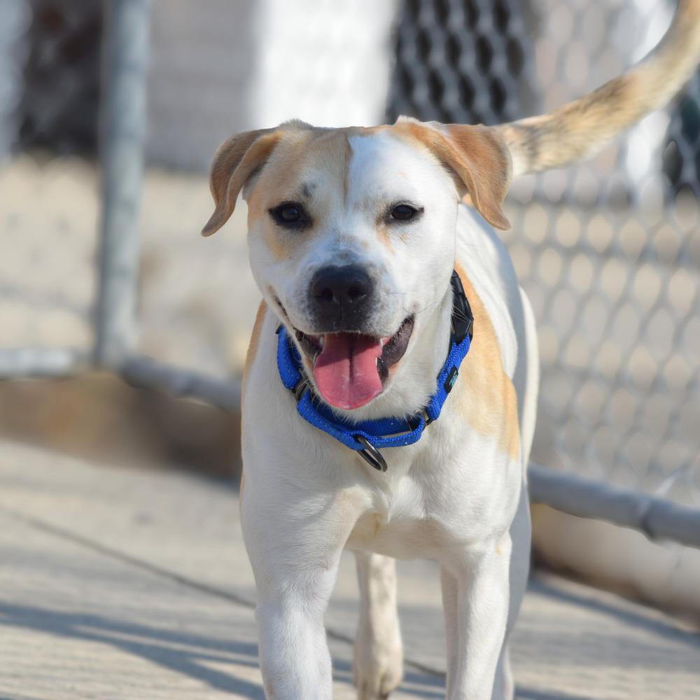 Enlarge Lilo, a Adopted mixed breed in Bowling Green, OH image 2/4