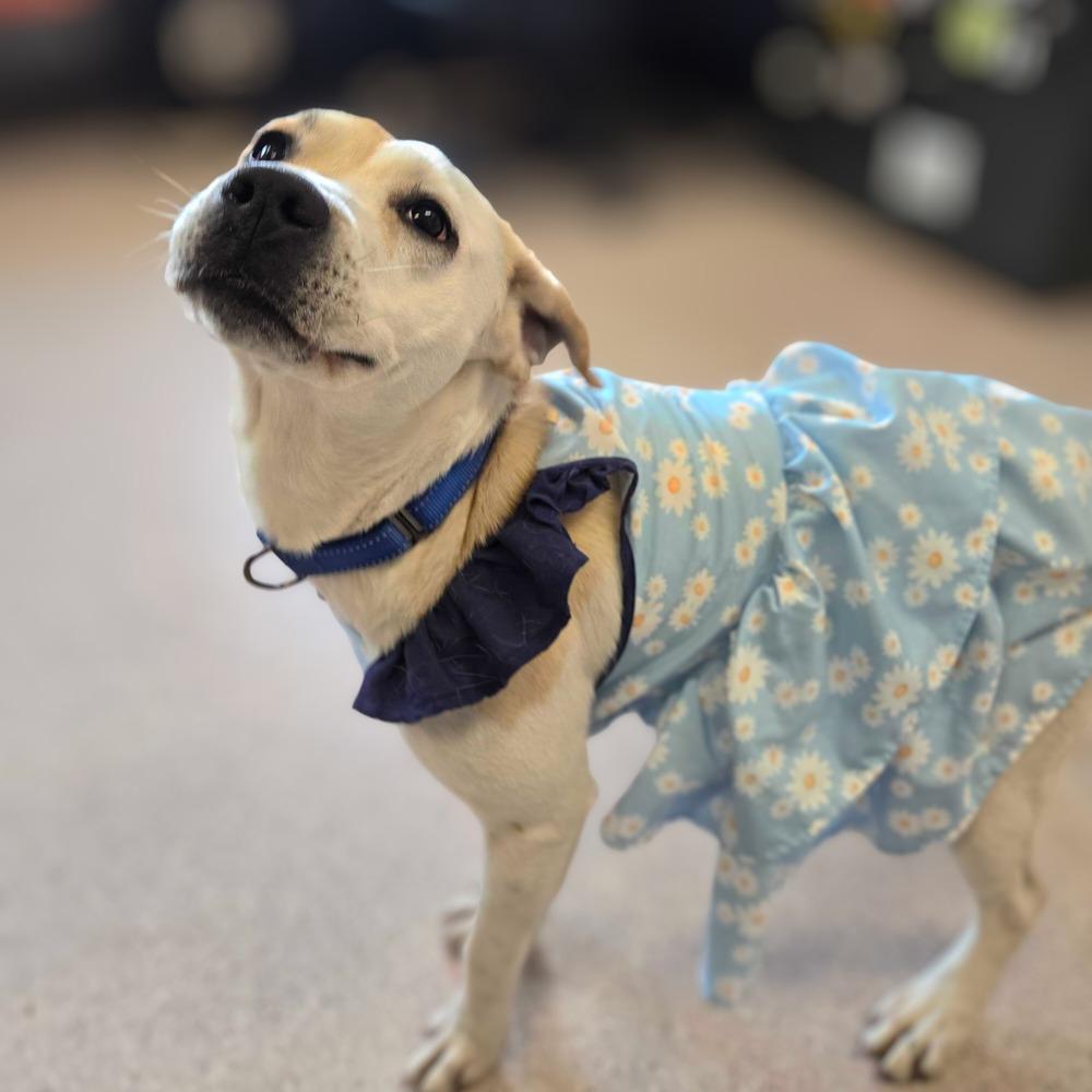 Enlarge Lilo, a Adopted mixed breed in Bowling Green, OH image 3/4