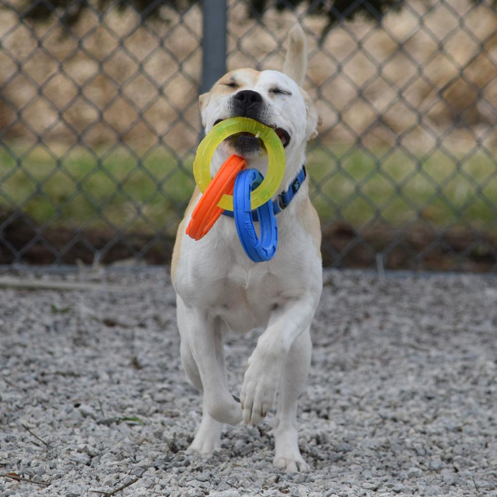 Enlarge Lilo, a Adopted mixed breed in Bowling Green, OH image 4/4