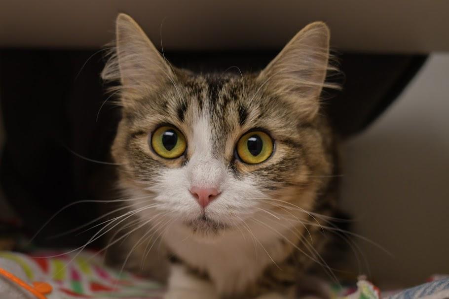 Virginia, a ADOPTABLE mixed breed in Bellingham, WA image 1/3
