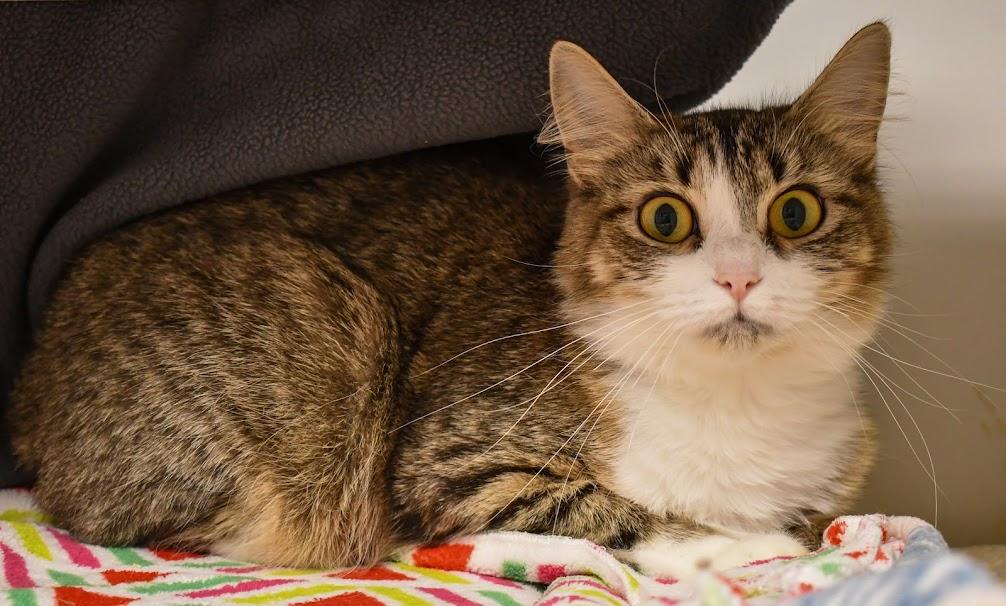 Virginia, a ADOPTABLE mixed breed in Bellingham, WA image 3/3