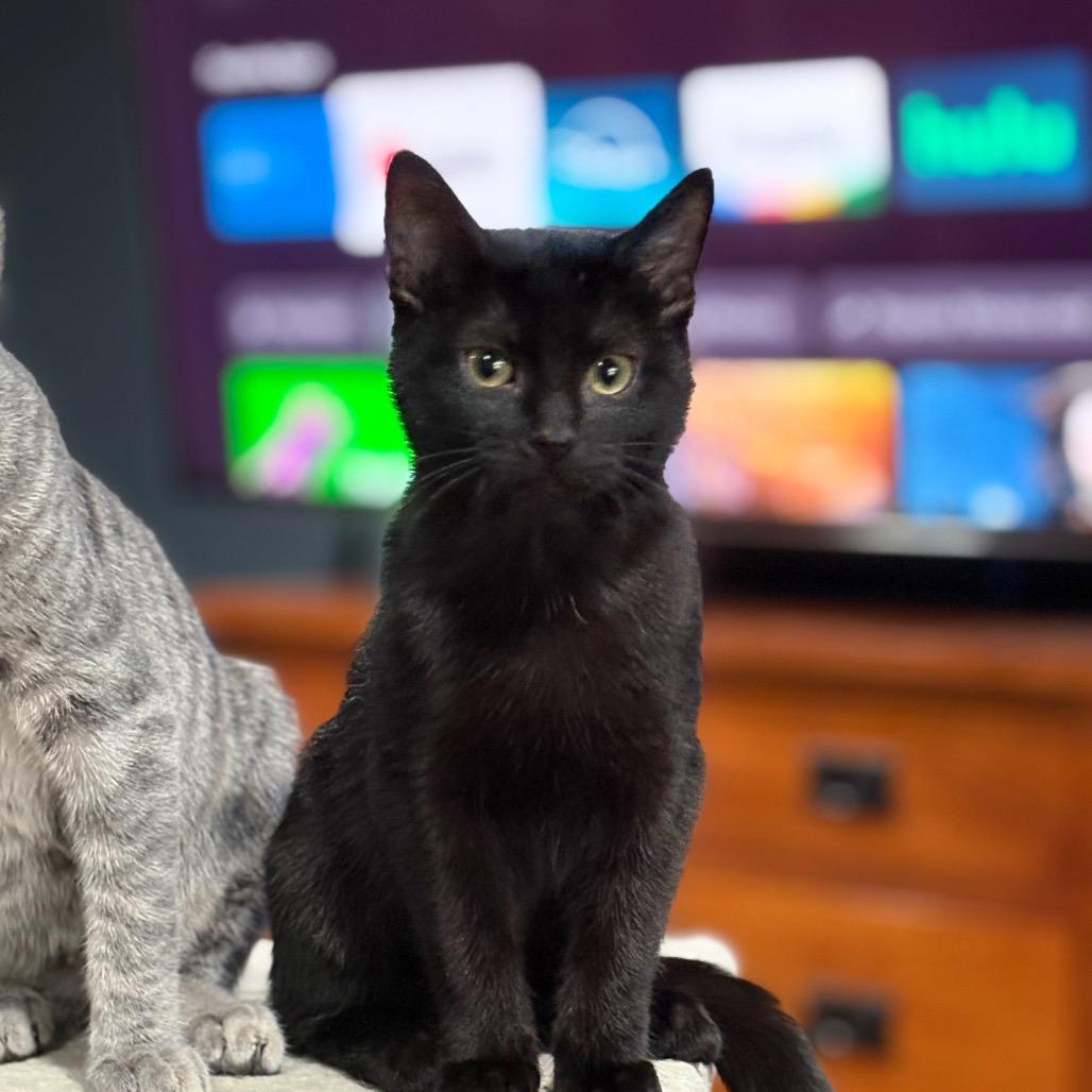 Opal, a Adoptable Domestic Short Hair in ATOKA, TN image 1/3