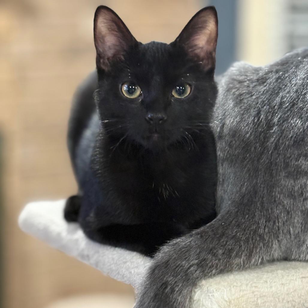 Opal, a Adoptable Domestic Short Hair in ATOKA, TN image 2/3