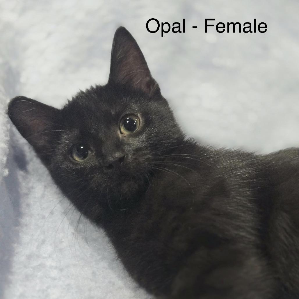 Opal, a Adoptable Domestic Short Hair in ATOKA, TN image 3/3