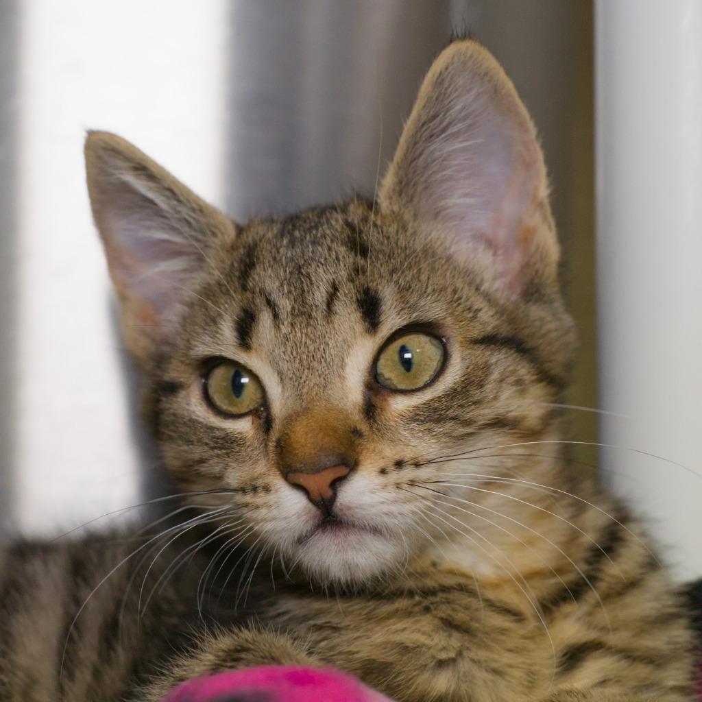 Yuzu, Adoptable, Kitten Male Domestic Short Hair.