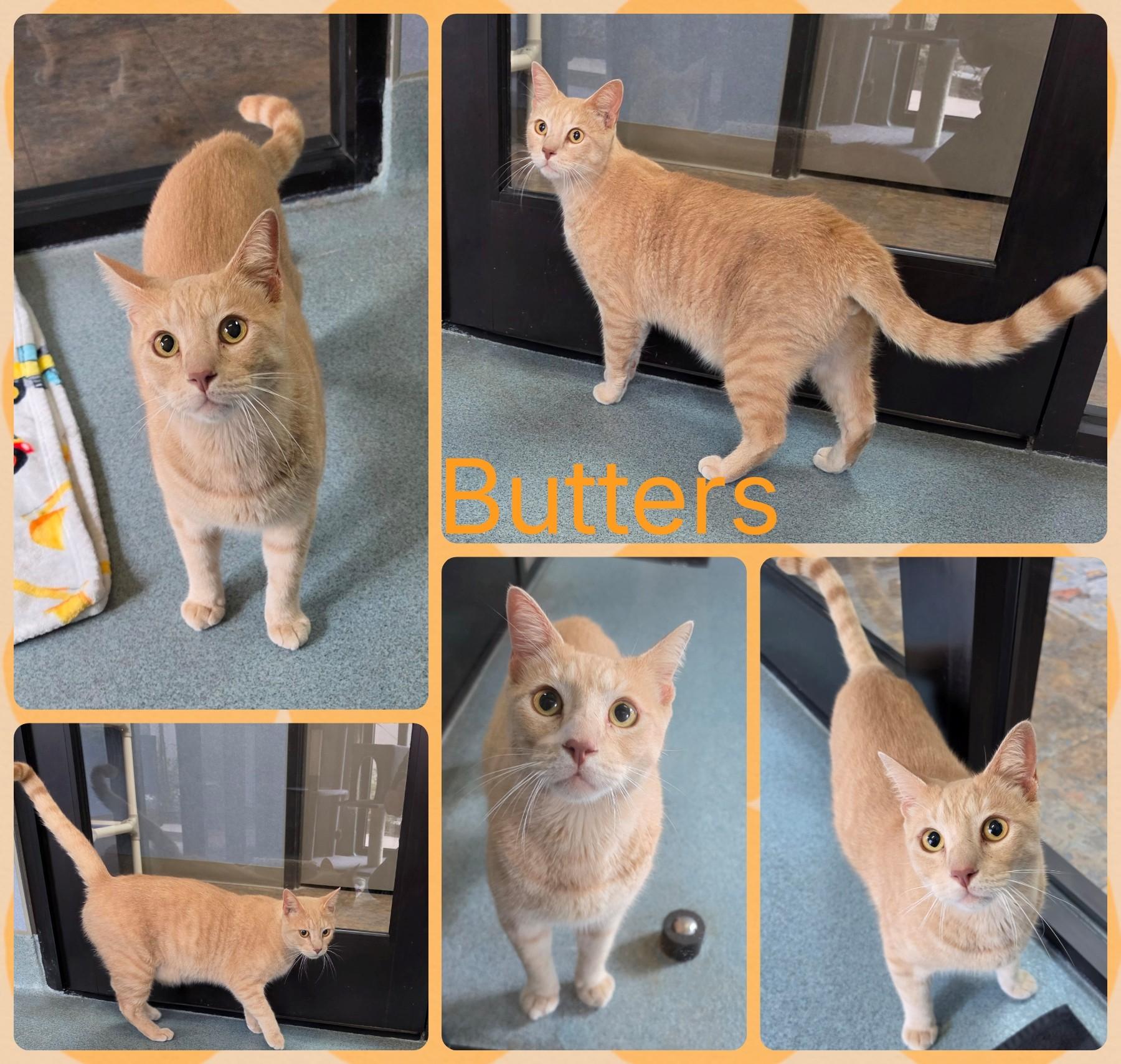 Butters, ADOPTABLE, Adult Male Domestic Short Hair.