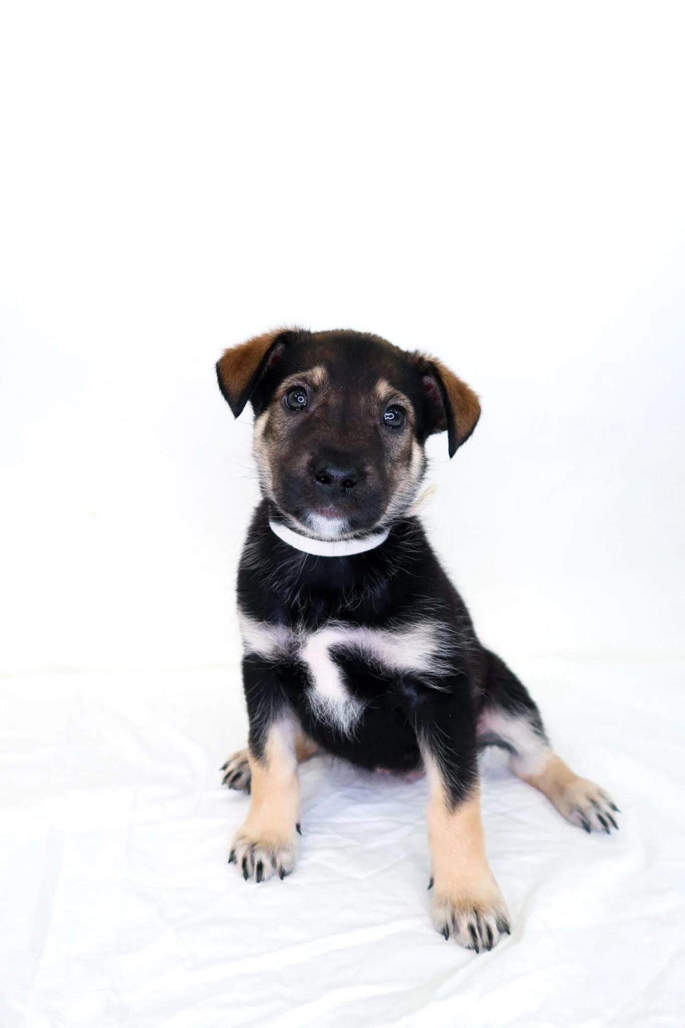 Mahogany, adopted, Puppy Female Shepherd.